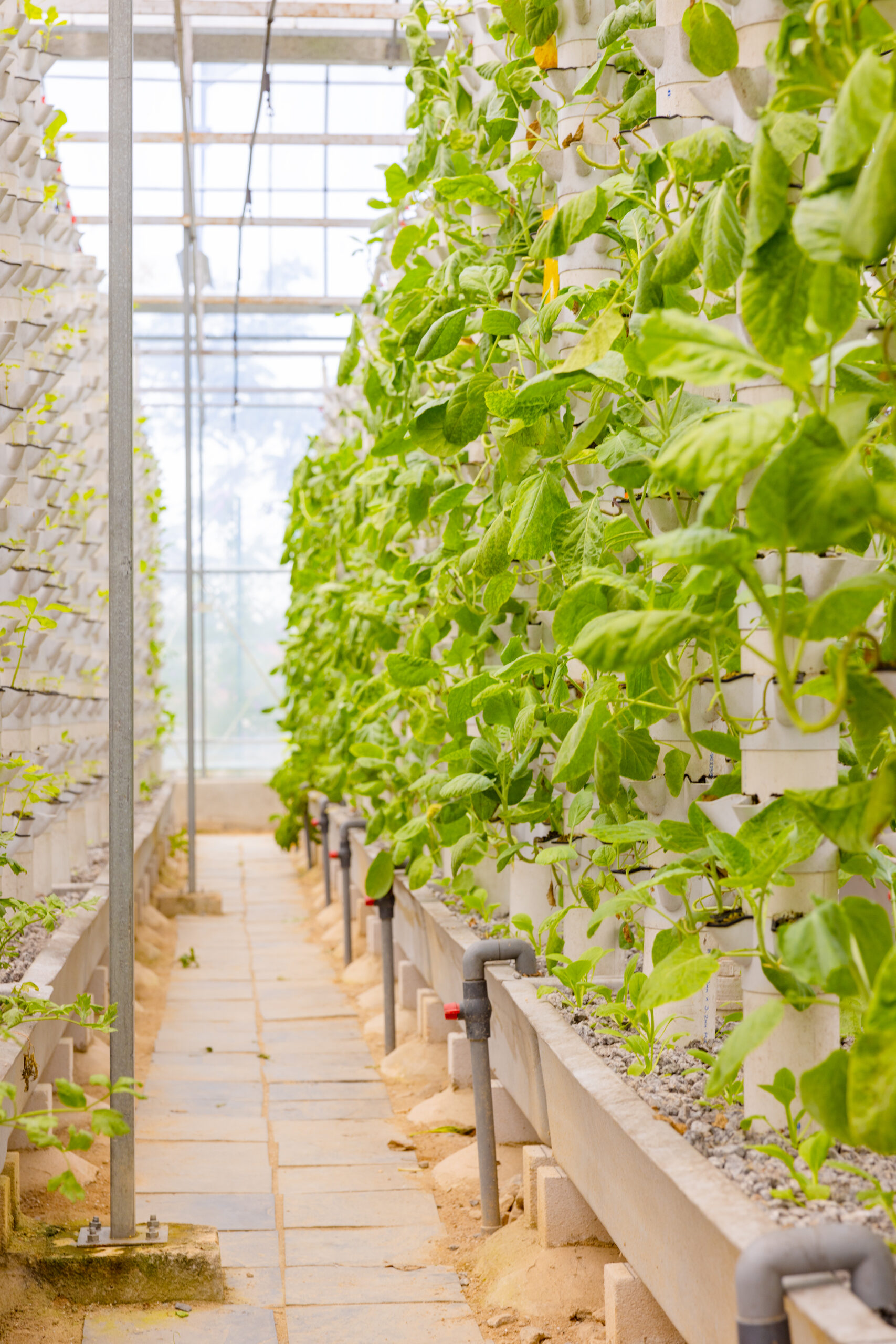 A modern greenhouse with food plants in white pipes on the walls. No people, natural light.