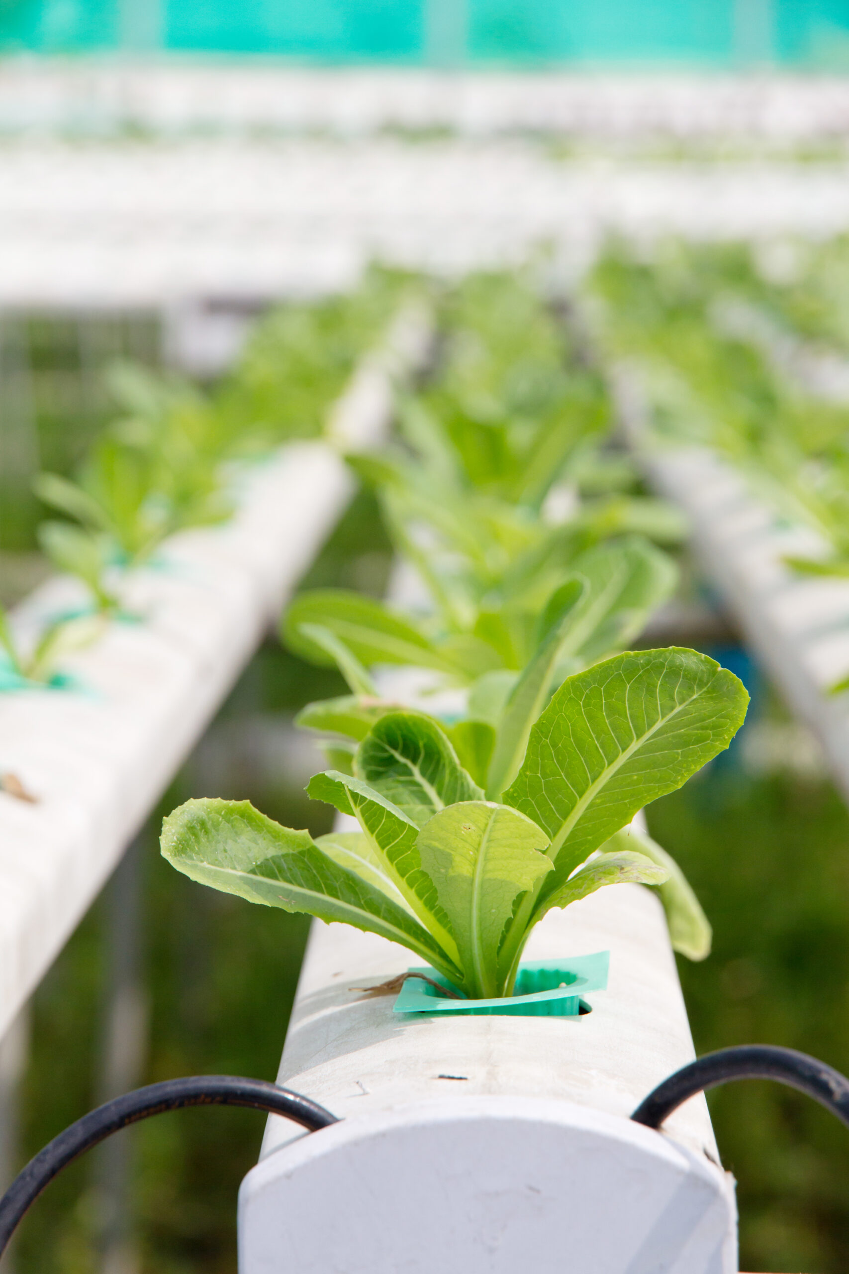 hydroponics-vegetable-farm-2025-03-10-15-33-02-utc